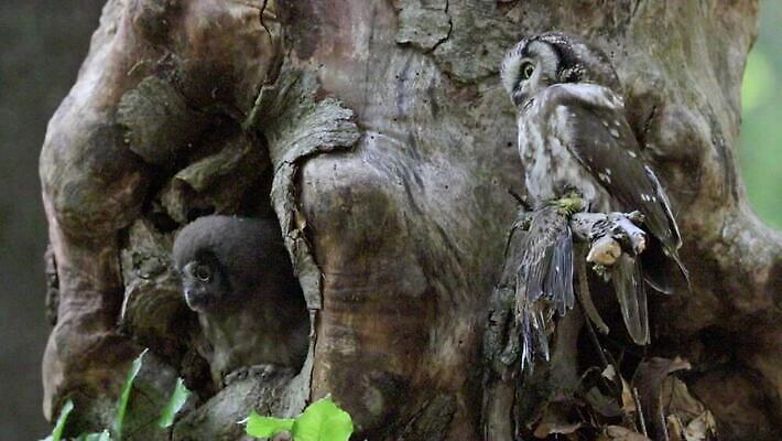 나무 동물 응시 계절 유럽 야생동물 조각 백그라운드 날개 자연 조류 날씨 사람없음 야외 목재 뷰티 갈색 머리 추위 흰색 숲 큼 깃털 사냥 육식동물 부엉이 체코 사냥꾼 내추럴 절정 유라시아 MP4 해외동영상 클립영상 식물 직업 시선 나라 아시아 컬러 재료 신체부위 크기 생태계 동영상 파일형식