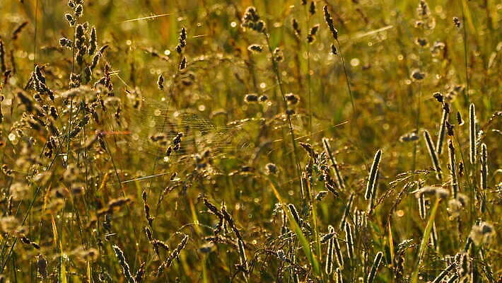동물 컬러 곤충 백그라운드 패턴 자연 아침 사람없음 야외 초록색 빛 정원 검은색 웹 새벽 그물 벌레 이슬 거미줄 속도 거미 올가미 내추럴 변소 짜기 4K MOV 해외동영상 클립영상 주간 자연요소 무늬 인터넷 모션 생태계 동영상 파일형식