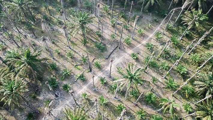 나무 식물 아시아 여행 백그라운드 잎 농업 건조 손바닥 사람없음 야외 목재 농작물 농장 산책 나뭇가지 시골 죽음 뜨거움 버리기 가뭄 내추럴 방법 썩음 탈수 4K MOV 해외동영상 클립영상 손 나라 산업 재료 모션 날씨 휴식 동영상 파일형식