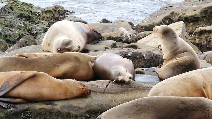 야생동물 새끼 휴식 종류 사람없음 관광지 눕기 미국 바위 잠 만 황무지 편안함 물개 환경보전 생물학 낮잠 캘리포니아 보호구역 산티아고 식민지 많음 4K MP4 해외동영상 클립영상 동물 교육 여행 컨셉 북아메리카 포유류 모션 바다동물 돌_바위 감각 사회이슈 동영상 구역 파일형식