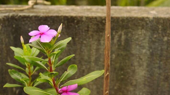 나무 식물 계절 꽃잎 꽃 화분 백그라운드 잎 꽃무늬 자연 사람없음 야외 빨간색 초록색 컬러풀 한개 햇빛 정원 봄 들꽃 성장 벚꽃 난초 영원 카피스페이스 피튜니아 MOV 해외동영상 클립영상 1 컬러 무늬 태양 공백 생태계 동영상 파일형식