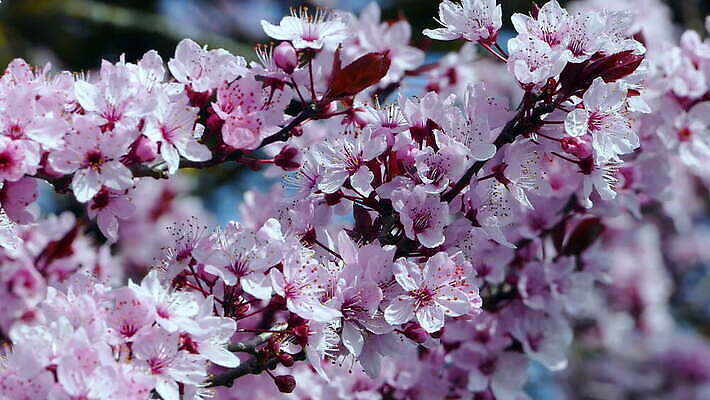 자연 사람없음 야외 봄 성장 나뭇가지 시작 룩셈부르크 4K 락다운 MOV 해외동영상 클립영상 나무 계절 생태계 동영상 서유럽 파일형식