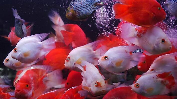 동물 야생동물 컬러 백그라운드 학교 자연 어류 동양인 취미 사람없음 장식 물 반려동물 농장 세일 상점 수영 거품 거래 신선 그룹 시장 닫기 해산물 생태계 방콕 탱크 수족관 모음 소매 내추럴 강렬 밭일 분양 소금물 수경재배 이국적 많음 카피스페이스 4K MP4 해외동영상 클립영상 자연요소 교육 컨셉 농업 모션 태국 부동산 인종 한글 수중동물 공백 수상스포츠 동영상 파일형식