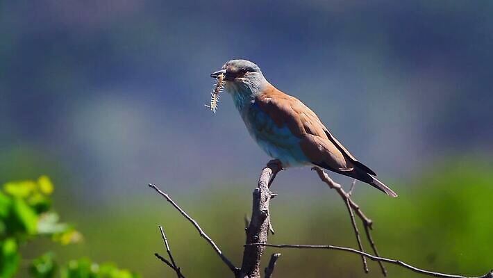 동물 야생동물 곤충 모션 아프리카 자연 조류 바람 국립공원 사람없음 야외 파란색 관광지 황무지 보호 먹이 먹기 사파리 롤러 살인 남아프리카 보츠와나 보호구역 크루거 MOV 해외동영상 클립영상 자연요소 공원 나라 컬러 여행 컨셉 날씨 범죄 생태계 동영상 남아프리카공화국 구역 파일형식