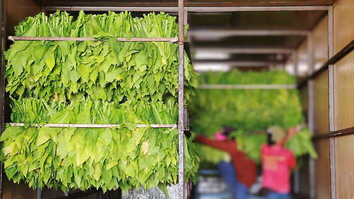 식물 산업 아시아 잎 농업 공장 태국 자연 노동자 선반 담배 매달리기 사람없음 초록색 농작물 농장 갈색 노란색 상점 방 수확 화물 작업 그룹 오븐 큼 난로 묶기 굽기 어깨 준비 날것 정리 기선 중독 단계 내추럴 순서 조작 줄서기 MOV 해외동영상 클립영상 직업 나라 컬러 가구 배_교통 공업 모션 신체부위 가전제품 운송업 크기 난방기 구이 생태계 동영상 파일형식