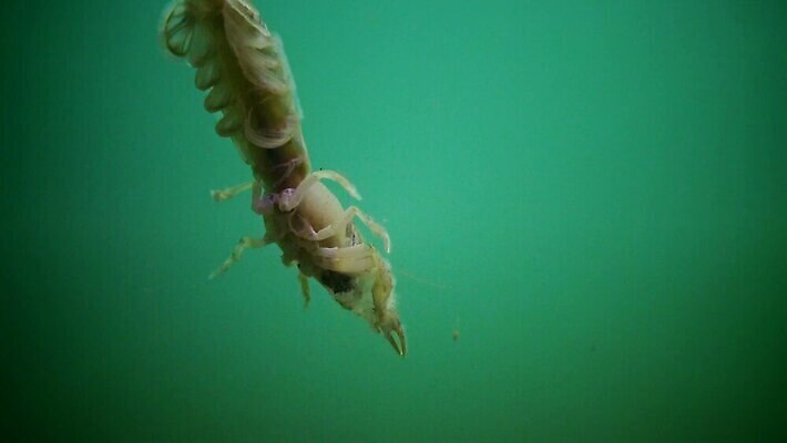 동물 야생동물 바다 절지류 신체 자연 새우 갑각류 사람없음 물 세계 환경 수중 생물학 수족관 암 동물상 생태학 우크라이나 해병대 4K MP4 해외동영상 클립영상 자연요소 교육 유럽 군대 조형물 질병 생태계 동영상 파일형식