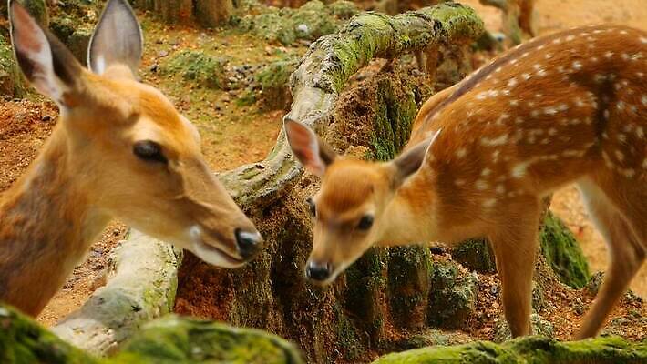 동물 공원 여자 남자 야생동물 백그라운드 밭 포유류 자연 초식동물 털 뿔 사람없음 야외 태양 갈색 환경 침묵 흰색 아기 점 황무지 숲 방목 사파리 뿌리 서식지 내추럴 동물상 아기사슴 암사슴 전국 MOV 해외동영상 클립영상 자연요소 공공시설 새끼 컬러 농업 사슴 사람 조형물 소리 축산업 암컷 생태계 동영상 파일형식