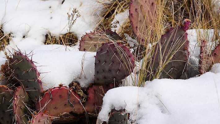 식물 꽃 분홍색 백그라운드 꽃무늬 과일 자연 날씨 선인장 건조 풍경 사람없음 초록색 여름 파란색 컬러풀 보라색 사막 뜨거움 가시 냄비 척추 내추럴 다육식물 4K MP4 해외동영상 클립영상 계절 컬러 무늬 뼈 솥 생태계 동영상 파일형식