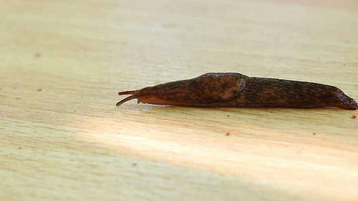 동물 음식 줄기 백그라운드 이동 컨셉 잎 자국 모션 자연 연체동물 주택 뿔 나선형 사람없음 초록색 빛 갈색 머리 정원 프랑스 껍질 잡초 벌레 미끄러짐 작음 먹기 허브 속도 원예 부드러움 덮기 느림 프랑스어 기어가기 고립 민달팽이 양치류 어려움 채식주의자 끈적임 MOV 해외동영상 클립영상 식물 문자 유럽 컬러 곤충 무늬 무척추동물 취미 건물 신체부위 감각 크기 생태계 채식 동영상 파일형식 달팽이_동물