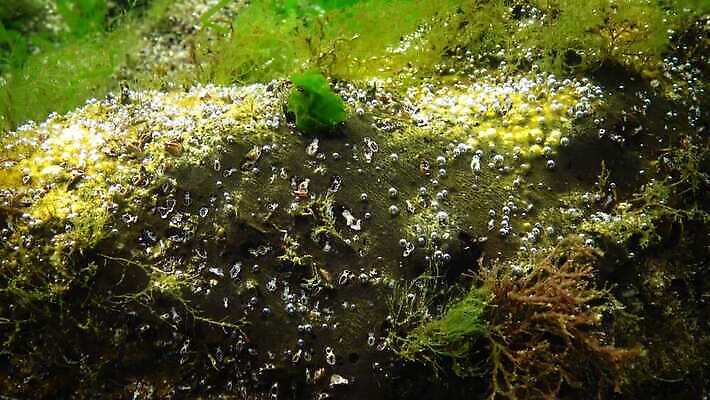 식물 동물 야생동물 바다 자연 무척추동물 사람없음 초록색 환경 바닷속 수중 해조류 생태계 광합성 산화 생태학 소금물 4K 수중영상 MP4 해외동영상 클립영상 교육 컬러 해양식물 동영상 파일형식