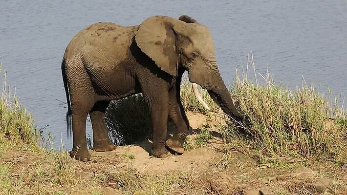 식물 동물 응시 야생동물 포유류 모션 아프리카 자연 초식동물 코끼리 사람없음 야외 물 강 환경 황무지 보호 사파리 클립 서식지 동영상 남쪽 남아프리카 동물상 생태학 수유 HD 크루거 MOV 해외동영상 클립영상 자연요소 시선 교육 나라 컨셉 조형물 방향 생태계 남아프리카공화국 파일형식