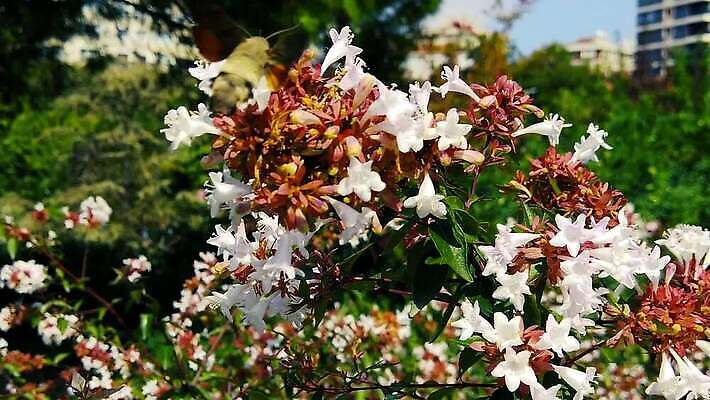 식물 동물 꽃 곤충 잎 날개 모션 자연 사람없음 새싹 마시기 흰색 닫기 먹기 관목 묘사 속도 보케 광택 꿀 스핑크스 느림 나방 벌새 블러효과 수유 MP4 해외동영상 클립영상 나무 컬러 이집트 생태계 동영상 블러 파일형식 효과