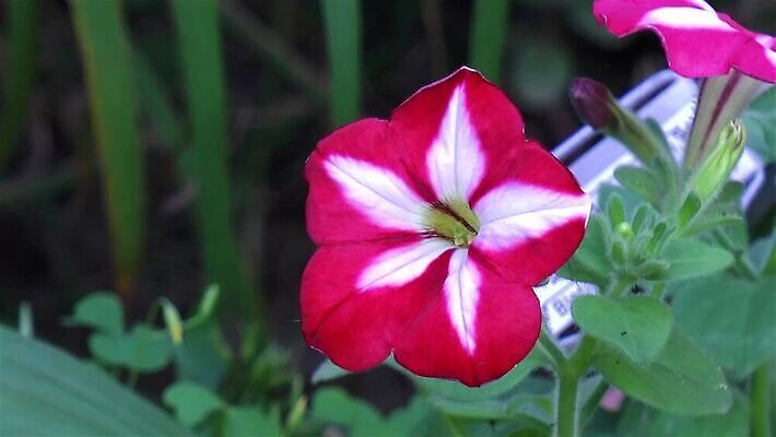 식물 꽃잎 꽃 줄기 컬러 꽃무늬 자연 사람없음 빨간색 초록색 정원 개화 황무지 전기에너지 원예 아로마 잡종 영원 필라멘트 피튜니아 MP4 해외동영상 클립영상 무늬 취미 에너지 생태계 동영상 파일형식