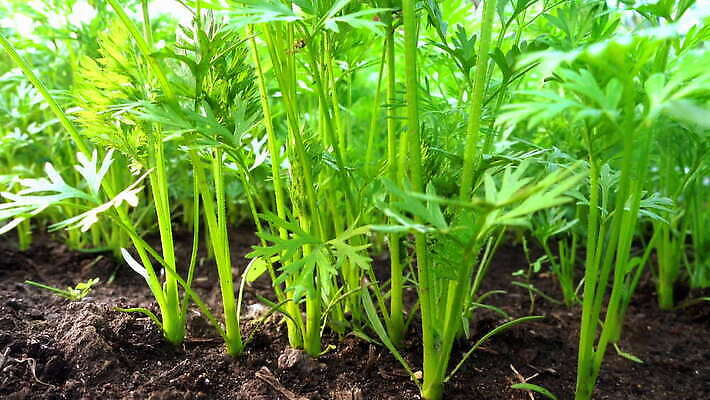 식물 지구 음식 백그라운드 잎 밭 농업 채소 자연 주택 건강 사람없음 초록색 물 여름 빛 농작물 농장 정원 검은색 흙 봄 당근 성장 침대 신선 그룹 땅 유기농 원예 뿌리 내추럴 땅바닥 줄서기 4K MOV 해외동영상 클립영상 자연요소 웰빙 계절 산업 컬러 가구 모션 바닥 뿌리채소 취미 건물 생태계 동영상 파일형식