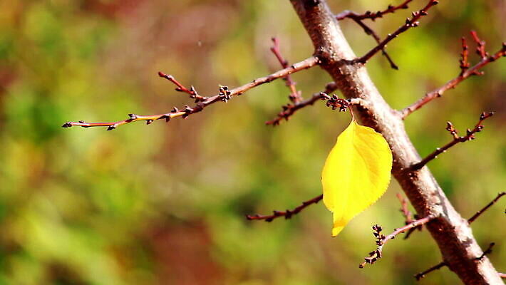 나무 식물 계절 공원 백그라운드 컨셉 단풍 잎 패턴 오렌지 자연 벽지 추상 프레임 건조 풍경 사람없음 야외 장식 빨간색 빛 컬러풀 태양 갈색 노란색 환경 활발 덮개 가을 나뭇가지 황금 숲 유기농 질감 내추럴 블러 국경 MOV 해외동영상 클립영상 자연요소 웰빙 공공시설 컬러 무늬 과일 뚜껑 생태계 동영상 파일형식