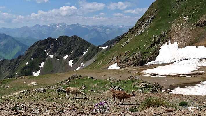 동물 밭 포유류 자연 초식동물 생물 산 털 사람없음 농장 가축 프랑스 양 소 땅 프랑스어 양모 돌봄 알파카 찰과상 페루 4K MP4 해외동영상 클립영상 문자 유럽 농업 모션 직물 남아메리카 상처 생태계 동영상 파일형식