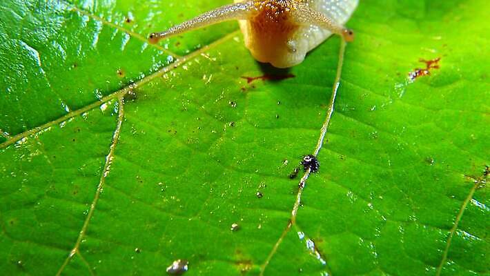 동물 야생동물 백그라운드 자연 연체동물 나선형 사람없음 야외 초록색 갈색 정원 젖음 껍질 덮기 느림 내추럴 기어가기 식용 끈적임 4K MP4 해외동영상 클립영상 컬러 무늬 모션 무척추동물 생태계 동영상 파일형식