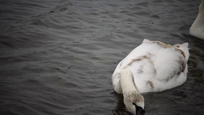 동물 호수 야생동물 바다 겨울 날개 자연 갈매기 조류 하늘 오리 풍경 사람없음 물 반사 수영 흰색 먹이 깃털 다이빙 싸움 부리 백조 포트 제비 청어 4K MP4 해외동영상 클립영상 자연요소 계절 컬러 모션 어류 수상스포츠 생태계 동영상 수중스포츠 파일형식