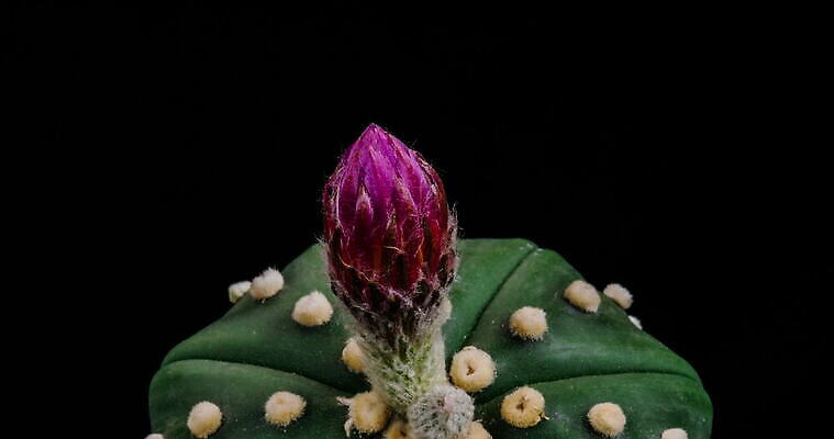 식물 계절 꽃잎 꽃 컬러 꽃다발 꽃무늬 모션 자연 선인장 사람없음 장식 가로 컬러풀 봄 펼침 낭만 성장 신선 오픈 개화 변화 속도 원예 동영상 생존 4K 타임랩스 MOV 해외동영상 클립영상 컨셉 무늬 촬영기법 취미 생태계 파일형식