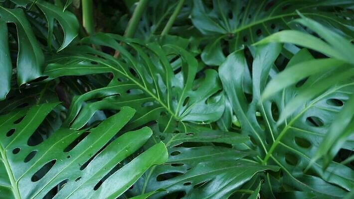 식물 백그라운드 단풍 잎 손바닥 그림자 사람없음 초록색 뷰티 어둠 활발 신선 황무지 티켓 분위기 숲 그늘 열대우림 순수 환경보전 에코 생태계 상록수 내추럴 강렬 광합성 깊이 삼림지대 아마존 양치류 이국적 파라다이스 카피스페이스 그리너리 4K MP4 해외동영상 클립영상 손 컬러 컨셉 환경 공백 사회이슈 동영상 파일형식 트랜드컬러