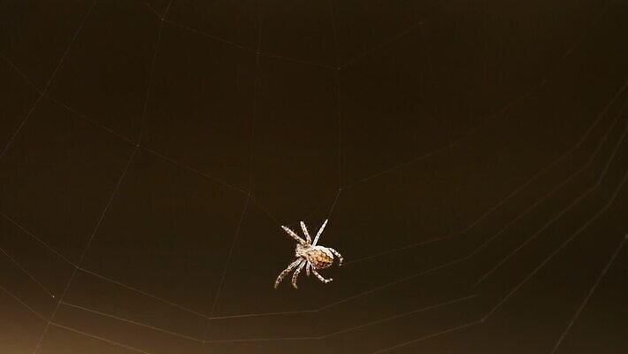 동물 컬러 곤충 백그라운드 패턴 자연 사람없음 야외 초록색 빛 정원 검은색 웹 새벽 그물 벌레 거미줄 거미 올가미 내추럴 변소 짜기 MOV 해외동영상 클립영상 자연요소 무늬 인터넷 모션 생태계 동영상 파일형식