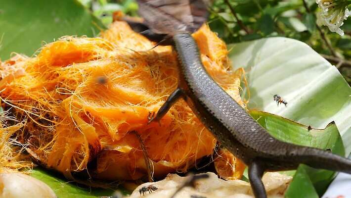 식물 동물 야생동물 나비 곤충 잎 날개 파충류 자연 열대 종류 양서류 사람없음 초록색 햇빛 환경 정원 맑음 용 잡기 닫기 숲 먹이 먹기 피부 생태계 생물학 사냥 도마뱀 육식동물 사냥꾼 내추럴 강렬 바이오 변태 수유 이국적 파라다이스 그리너리 4K MP4 해외동영상 클립영상 직업 교육 컬러 모션 날씨 신체부위 태양 동영상 파일형식 트랜드컬러