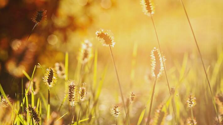나무 식물 계절 공원 길 컬러 백그라운드 단풍 잎 패턴 오렌지 모션 자연 추상 사람없음 야외 초록색 햇빛 태양 갈색 노란색 환경 맑음 침묵 활발 덮개 황금 떨어짐 숲 묘사 질감 장면 내추럴 4K MOV 해외동영상 클립영상 자연요소 공공시설 컨셉 무늬 과일 날씨 소리 뚜껑 생태계 동영상 파일형식