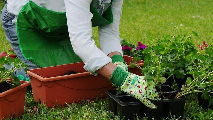 식물 백인 손 여자 꽃 분홍색 장갑 자연 사람 성인 취미 야외 초록색 정원 봄 냄비 꽃집 원예 심기 원예사 제라늄 4K MP4 해외동영상 클립영상 서양인 직업 잡화 계절 컬러 모션 신체부위 상점 솥 생태계 동영상 파일형식