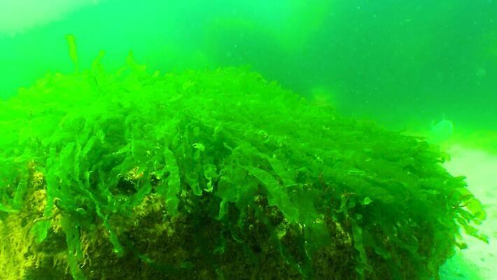 식물 동물 야생동물 바다 자연 무척추동물 사람없음 초록색 환경 바닷속 수중 해조류 생태계 생물학 광합성 산화 생태학 소금물 4K 수중영상 MP4 해외동영상 클립영상 교육 컬러 해양식물 동영상 파일형식