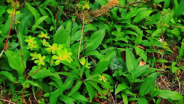 식물 꽃잎 꽃 컬러 백그라운드 잎 꽃무늬 농업 자연 사람없음 야외 초록색 여름 노란색 정원 보라색 봄 성장 벚꽃 흰색 신선 숲 제비꽃 유기농 원예 부드러움 내추럴 영원 프리뮬러 MOV 해외동영상 클립영상 웰빙 계절 산업 무늬 취미 감각 생태계 동영상 파일형식