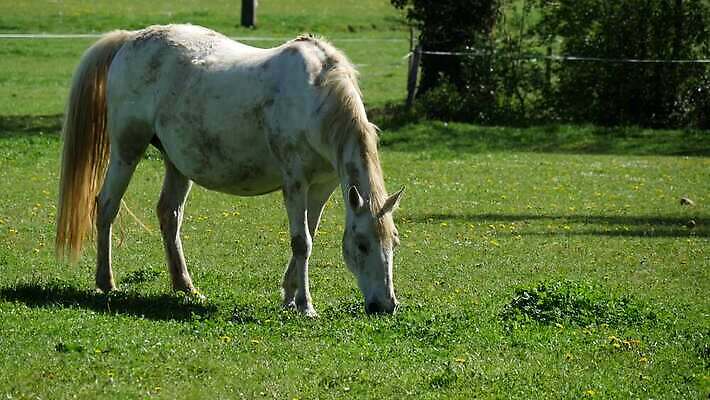 시선 밭 자연 풍경 초원 사람없음 초록색 농장 환경 가축 봄 목장 흰색 전원 시골 승마 승차 순수 꼬리 갈기 밭일 서쪽 4K MP4 해외동영상 클립영상 동물 계절 스포츠 컬러 컨셉 농업 모션 전기에너지 방향 생태계 동영상 파일형식
