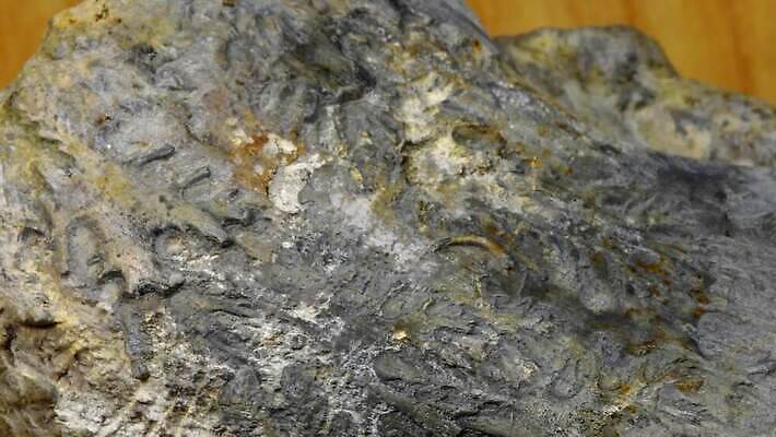 동물 야생동물 바다 탁자 독일 실내 사람없음 검은색 역사 속도 회전 과거 화석 옛날 지질학 쥬라기 4K MOV 해외동영상 클립영상 교육 유럽 컬러 가구 컨셉 내부 동영상 파일형식