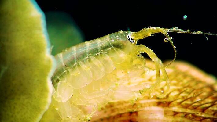 동물 야생동물 바다 과학 절지류 자연 새우 무척추동물 갑각류 사람없음 물 세계 환경 바닷속 수중 가재 생태계 생물학 암 동물상 발톱 소금물 해병대 4K 수중영상 MP4 해외동영상 클립영상 자연요소 교육 발 군대 조형물 질병 동영상 파일형식