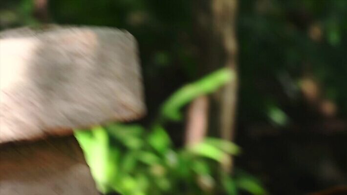 나무 동물 얼굴 야생동물 어린이 포유류 자연 털 동물원 사람없음 야외 갈색 환경 검은색 미국 군중 숲 열대우림 모피 코 꼬리 육식동물 새장 주둥이 남쪽 노려봄 돌봄 코스타리카 동정 자선단체 4K MP4 해외동영상 클립영상 식물 컬러 북아메리카 모션 표정 사람 신체부위 그룹 중앙아메리카 방향 생태계 동영상 자선 케이지 파일형식