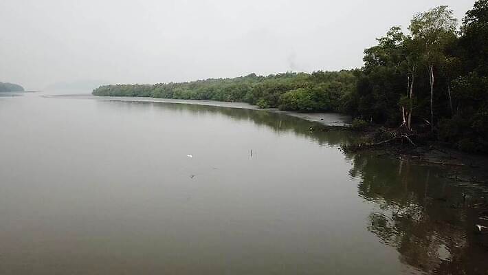 나무 동물 야생동물 바다 섬 잎 자연 조류 하늘 사람없음 야외 물 뷰티 환경 흰색 왜가리 기중기 생태계 물새 내추럴 동물상 이국적 파나마 4K MOV 해외동영상 클립영상 자연요소 식물 컬러 조형물 중장비 남아메리카 동영상 파일형식
