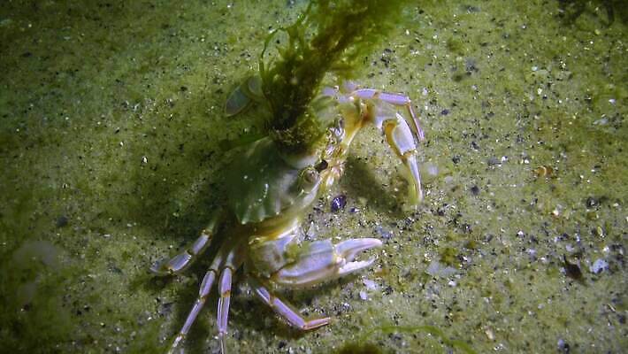 동물 야생동물 바다 절지류 자연 새우 무척추동물 갑각류 사람없음 물 환경 바닷속 수중 게 가재 생태계 생물학 암 고립 동물상 발톱 생태학 소금물 4K 수중영상 MP4 해외동영상 클립영상 자연요소 교육 발 조형물 질병 동영상 파일형식