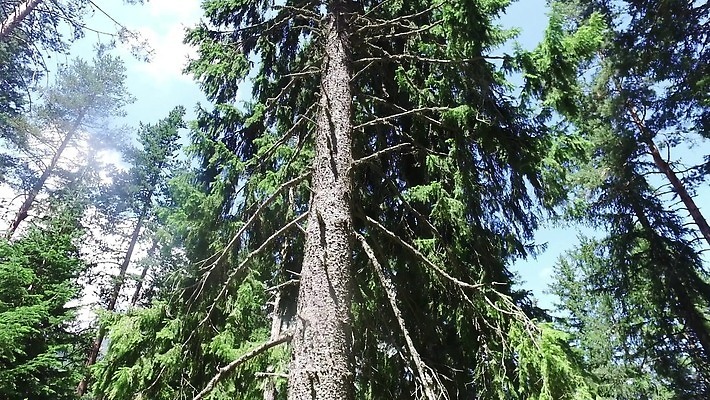 나무 식물 커플 공원 도로 스포츠 여행 교통시설 하늘 휴가 산 노르웨이 풍경 사람없음 목재 여름 파란색 평화 환경 맑음 미국 봄 이탈리아 운전 시골 황무지 정상 숲 큼 오픈카 출퇴근 알프스 통나무 캘리포니아 거인 내추럴 전국 통근 1인칭시점 4K MP4 해외동영상 클립영상 시선 계절 공공시설 유럽 길 컬러 교통 컨셉 북아메리카 비즈니스 재료 관계 모션 승용차 날씨 크기 시설 출근 동영상 파일형식