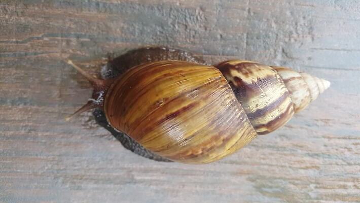 동물 야생동물 백그라운드 자연 바닥 연체동물 주택 사람없음 갈색 정원 젖음 껍질 흰색 타일 오브젝트 덮기 느림 고립 민달팽이 끈적임 4K MOV 해외동영상 클립영상 컬러 모션 무척추동물 건물 생태계 동영상 파일형식 달팽이_동물