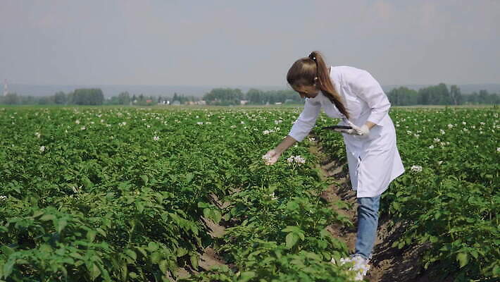 식물 직업 손 여자 과학 밭 농업 인터넷 비즈니스 통신 자연 모바일 노동자 감자 실험 한명 여름 농작물 컴퓨터 알약 농장 환경 디지털 장비 정보 수확 성장 잡기 작업 실험실 농부 생명공학 과학자 분석 유기농 원예 전자 밭일 제어 4K MOV 해외동영상 클립영상 1 웰빙 계절 산업 컨셉 채소 의학 모션 사람 취미 신체부위 전자제품 약 생태계 동영상 학자 파일형식