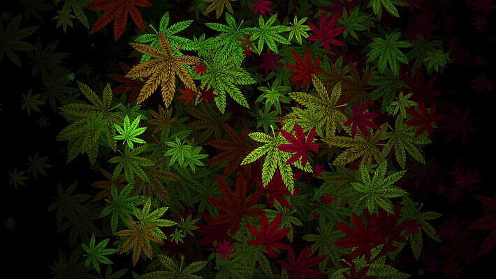 행복 잎 생각 농업 휴식 담배 건강 사람없음 약 기쁨 잡초 삼 고리 허브 중독 내추럴 가면무도회 대마초 마리화나 4K MOV 해외동영상 클립영상 식물 감정 산업 컨셉 채소 의학 동영상 마약 무도회 파일형식