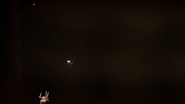 동물 컬러 곤충 백그라운드 패턴 자연 사람없음 야외 초록색 빛 정원 검은색 웹 새벽 그물 벌레 거미줄 거미 올가미 내추럴 변소 짜기 MOV 해외동영상 클립영상 자연요소 무늬 인터넷 모션 생태계 동영상 파일형식