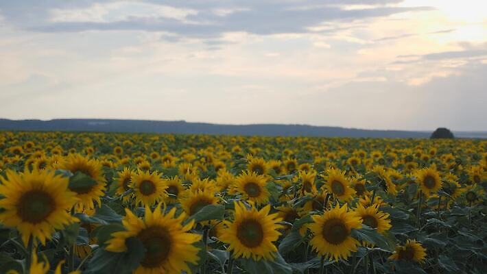 식물 구름 꽃 백그라운드 잎 꽃무늬 밭 농업 자연 하늘 해바라기 풍경 초원 사람없음 야외 초록색 여름 파란색 햇빛 태양 농장 노란색 맑음 일몰 활발 성장 벚꽃 광선 시골 개화 땅 꽃가루 내추럴 밭일 4K MOV 해외동영상 클립영상 자연요소 계절 산업 컬러 컨셉 무늬 날씨 노을 가루 생태계 동영상 파일형식
