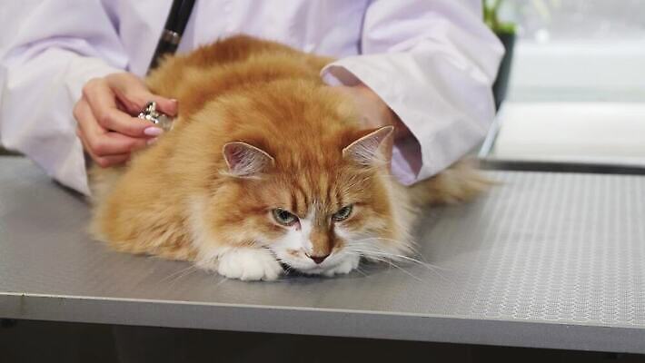 동물 직업 산업 여유 청진기 털 건강 병원 치료 반려동물 사무실 약 섹시 고양이 의사 표현 체험 수비 수술 분석 준비 예방 솜털 수의사 순서 고용 돌봄 4K MOV 해외동영상 클립영상 감정 컨셉 비즈니스 포유류 의학 의료기기 모션 의료진 구직 동영상 채용 파일형식