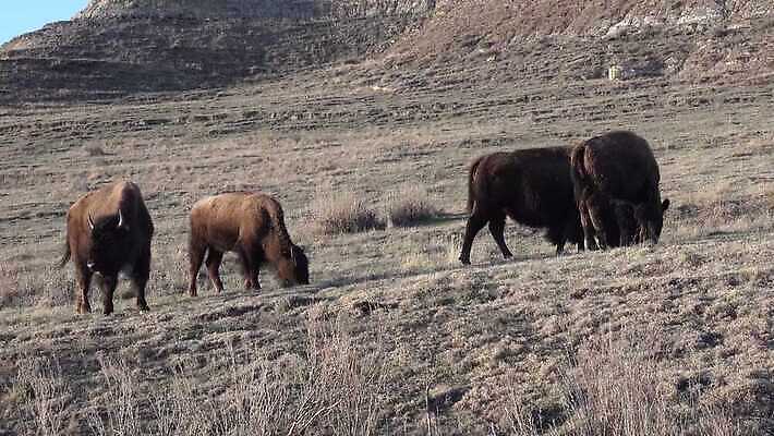 동물 공원 남자 야생동물 포유류 자연 털 사람없음 여름 갈색 계곡 미국 군중 방목 들소 황소 짝짓기 와이오밍 전국 4K MP4 해외동영상 클립영상 계절 공공시설 컬러 북아메리카 사람 소 축산업 생태계 동영상 파일형식