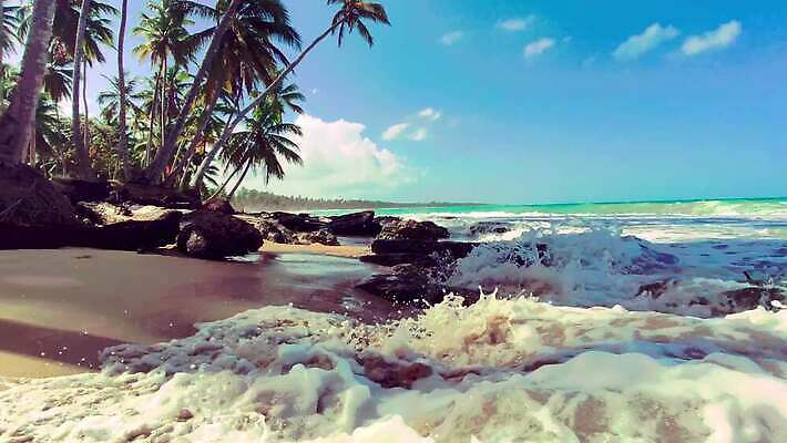 나무 모래 바다 섬 여행 자연 하늘 손바닥 사람없음 물 파란색 강 모래사장 야자수 태양 일몰 탐험 신선 대서양 내추럴 공화국 도미니카공화국 민물 이국적 코스타리카 파라다이스 4K MP4 해외동영상 클립영상 자연요소 식물 손 나라 컬러 노을 남아메리카 중앙아메리카 생태계 동영상 파일형식