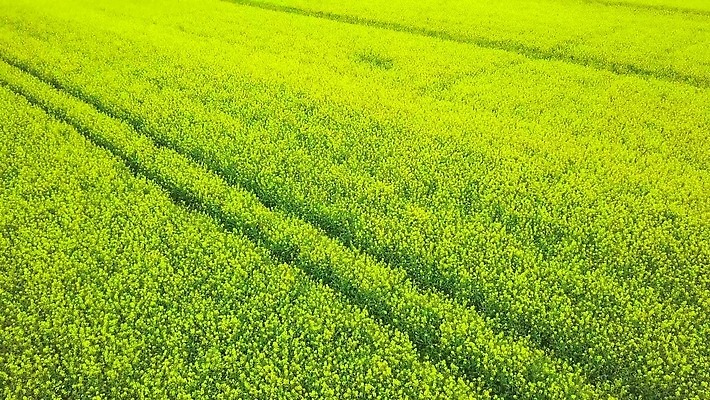 식물 계절 꽃 밭 농업 자연 씨앗 풍경 초원 사람없음 야외 초록색 여름 농작물 농장 농경지 노란색 봄 수확 벚꽃 시골 개화 기름 유채 내추럴 바이오 조감도 카놀라 4K MOV 해외동영상 클립영상 산업 음식 컬러 생태계 동영상 파일형식