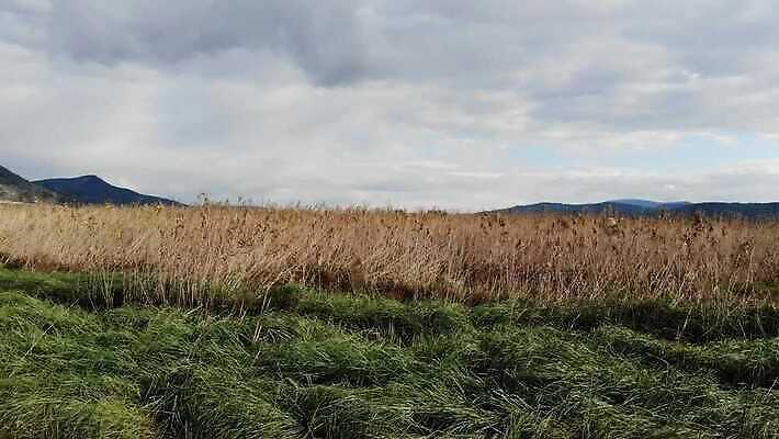 식물 계절 잎 자연 하늘 건조 안테나 사람없음 야외 초록색 물 강 노란색 환경 만 개울 습지 지중해 언덕 서식지 느림 창백 드론 파스텔톤 현재 4K MP4 해외동영상 클립영상 자연요소 바다 컬러 컨셉 통신 생태계 동영상 파일형식