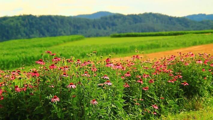 식물 꽃잎 꽃 분홍색 백그라운드 오렌지 자연 사람없음 빨간색 초록색 보라색 미국 봄 흰색 가시 닫기 약초 정상 허브 꿀 내추럴 고립 자연요법 혼자 MOV 해외동영상 클립영상 계절 컬러 북아메리카 과일 모션 풀_식물 생태계 동영상 파일형식