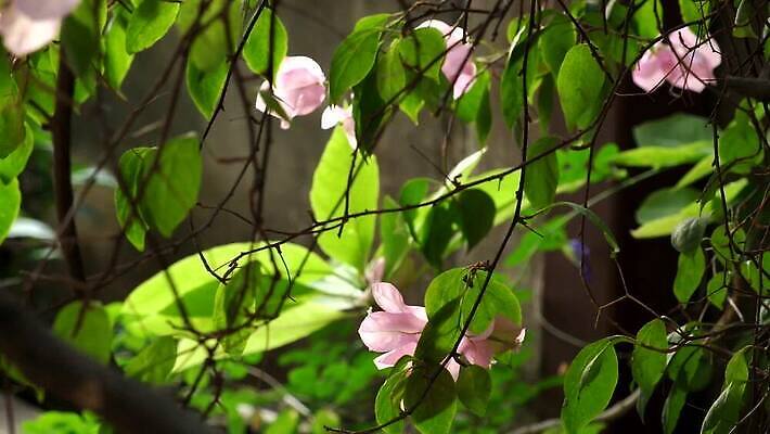 나무 식물 꽃잎 꽃 분홍색 컬러 꽃다발 백그라운드 이동 잎 꽃무늬 모션 자연 바람 휴식 주택 사람없음 야외 초록색 컬러풀 평화 환경 정원 침묵 봄 벚꽃 흰색 나뭇가지 신선 개화 명상 흔들림 원예 부드러움 느림 내추럴 창백 생태학 타격 MP4 해외동영상 클립영상 자연요소 계절 교육 컨셉 무늬 날씨 취미 건물 소리 감각 생태계 동영상 파일형식