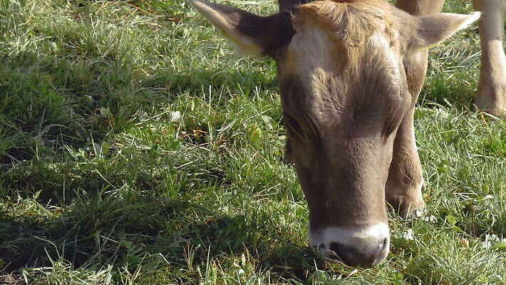 동물 밭 포유류 자연 초식동물 잔디 사람없음 갈색 머리 평화 가축 종 소 닫기 방목 먹기 스위스 대가리 동물상 수유 반추동물 4K MOV 해외동영상 클립영상 식물 유럽 컬러 컨셉 농업 모션 신체부위 조형물 축산업 생태계 동영상 파일형식